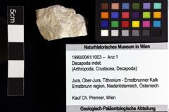 Foto (Objket + Etiketten) von Decapoda indet. 